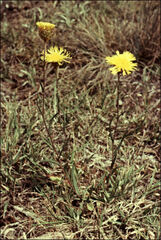 Podolepis jaceoides