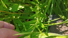 Gentiana puberulenta