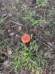 Amanita muscaria muscaria