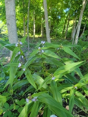 Tradescantia subaspera