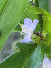 Tradescantia subaspera