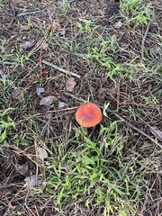Amanita muscaria muscaria