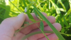 Vicia americana