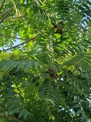 Ailanthus altissima