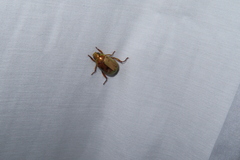 Mimela testaceoviridis