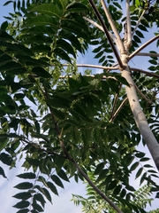 Ailanthus altissima