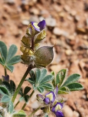 Lupinus brevicaulis