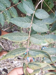 Ailanthus altissima