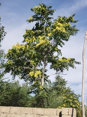 Ailanthus altissima