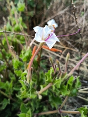 Mirabilis longiflora