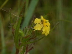 Goodenia pilosa