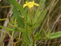 Goodenia pilosa