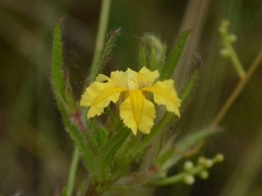 Goodenia pilosa