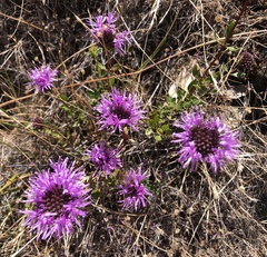 Monardella purpurea