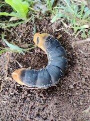 Lepidoptera
