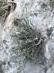 Ramalina stenospora