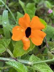 Thunbergia alata image