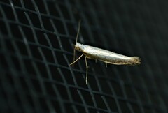Argyresthia subreticulata