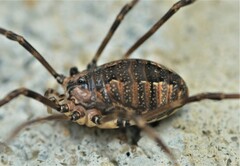 Hadrobunus maculosus