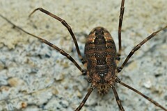 Hadrobunus maculosus