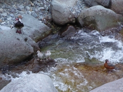 Merganetta armata armata