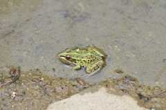 Pelophylax nigromaculatus