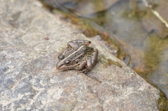 Pelophylax nigromaculatus