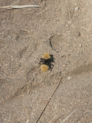 Dasymutilla coccineohirta