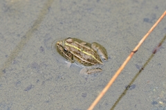 Pelophylax nigromaculatus