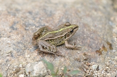 Pelophylax nigromaculatus