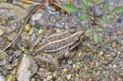 Pelophylax nigromaculatus