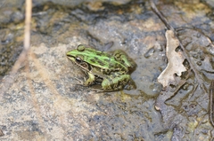 Pelophylax nigromaculatus