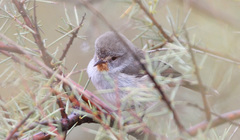 Pyrrholaemus brunneus