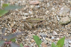 Pelophylax nigromaculatus