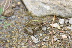 Pelophylax nigromaculatus