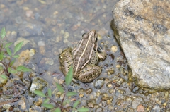 Pelophylax nigromaculatus
