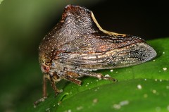Telamona monticola