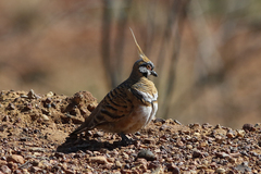 Geophaps plumifera leucogaster