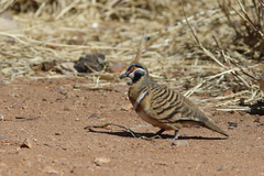 Geophaps plumifera leucogaster