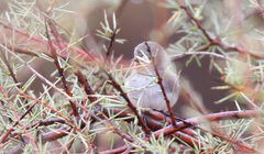 Pyrrholaemus brunneus