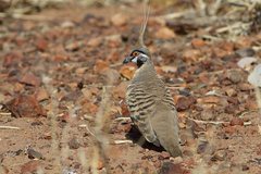 Geophaps plumifera leucogaster