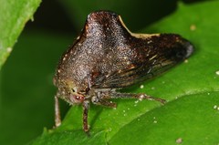 Telamona monticola