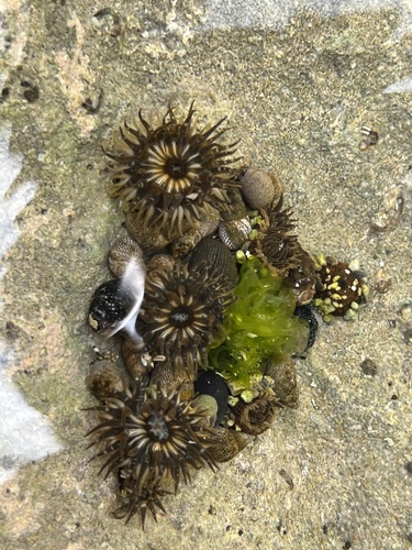 Anthopleura nigrescens observed 2022-06-10