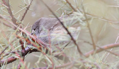 Pyrrholaemus brunneus