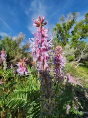 Astragalus bisulcatus