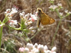 Ochlodes agricola