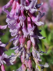 Astragalus bisulcatus