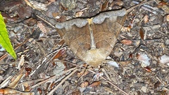 Chrysorithrum amatum