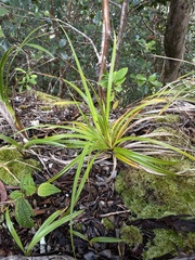 Carex wahuensis
