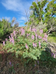 Astragalus bisulcatus